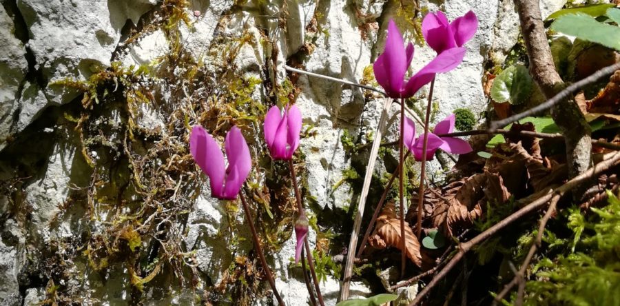 Natur-Mensch-Einklang, Herbstprogramm, Workshop in 3 Teilen